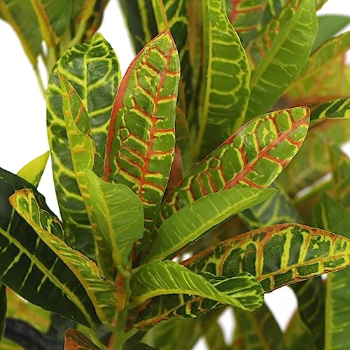 HYGRAD BUILT TO SURVIVE Tall Green Indoor Outdoor Artificial Faux Fake Decorative Home Office Exotic Tropical Plant (Ficus elastica variegata 150cm) HYGRAD BUILT TO SURVIVE